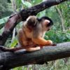 玻利維亞松鼠猴寶寶的誕生。